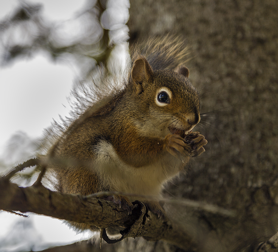 SQUIRELL