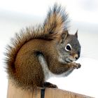 Squirell