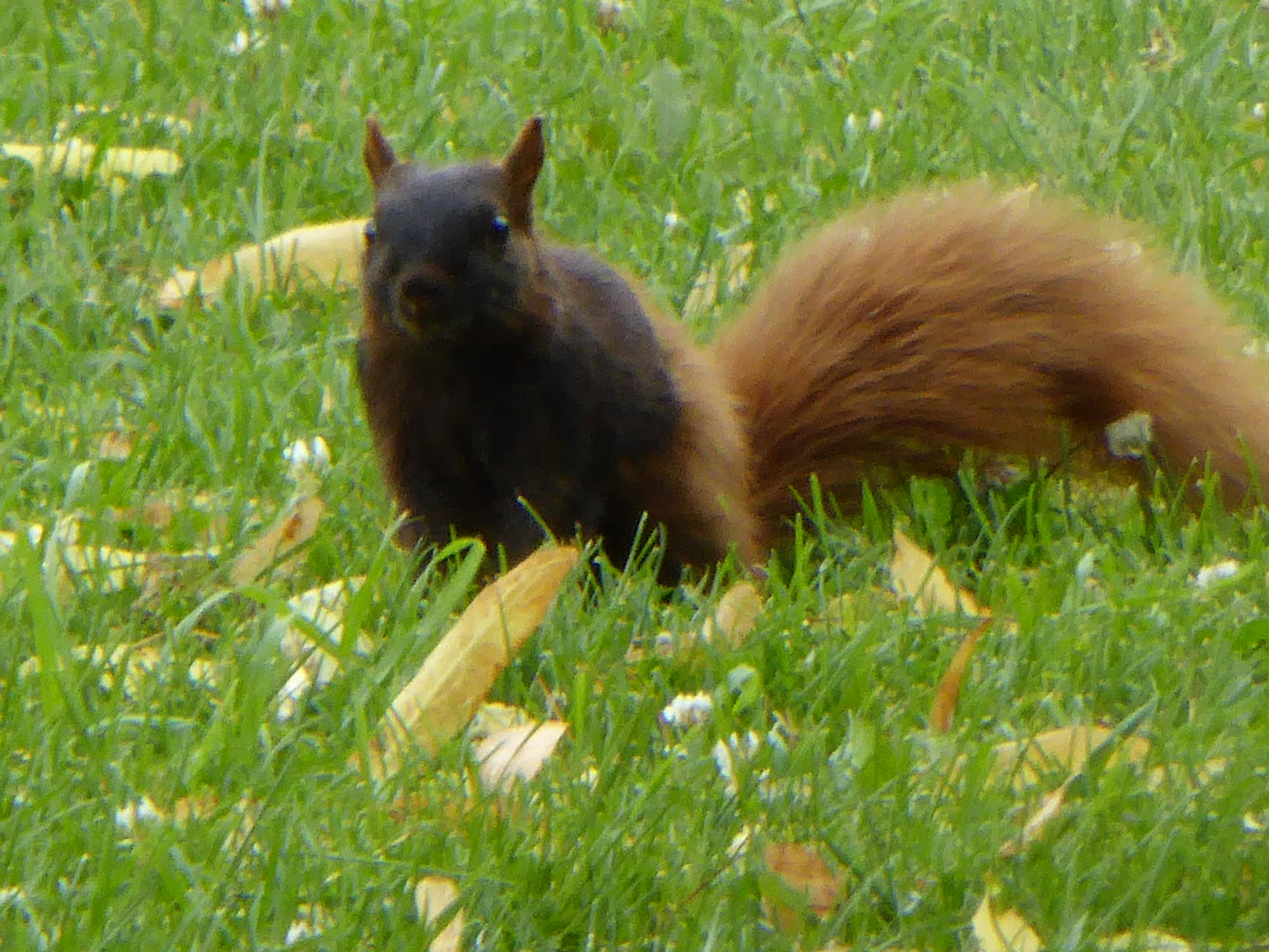 Squirl/Eichhörnchen/Im Park /Windsor/Ontario/Canada