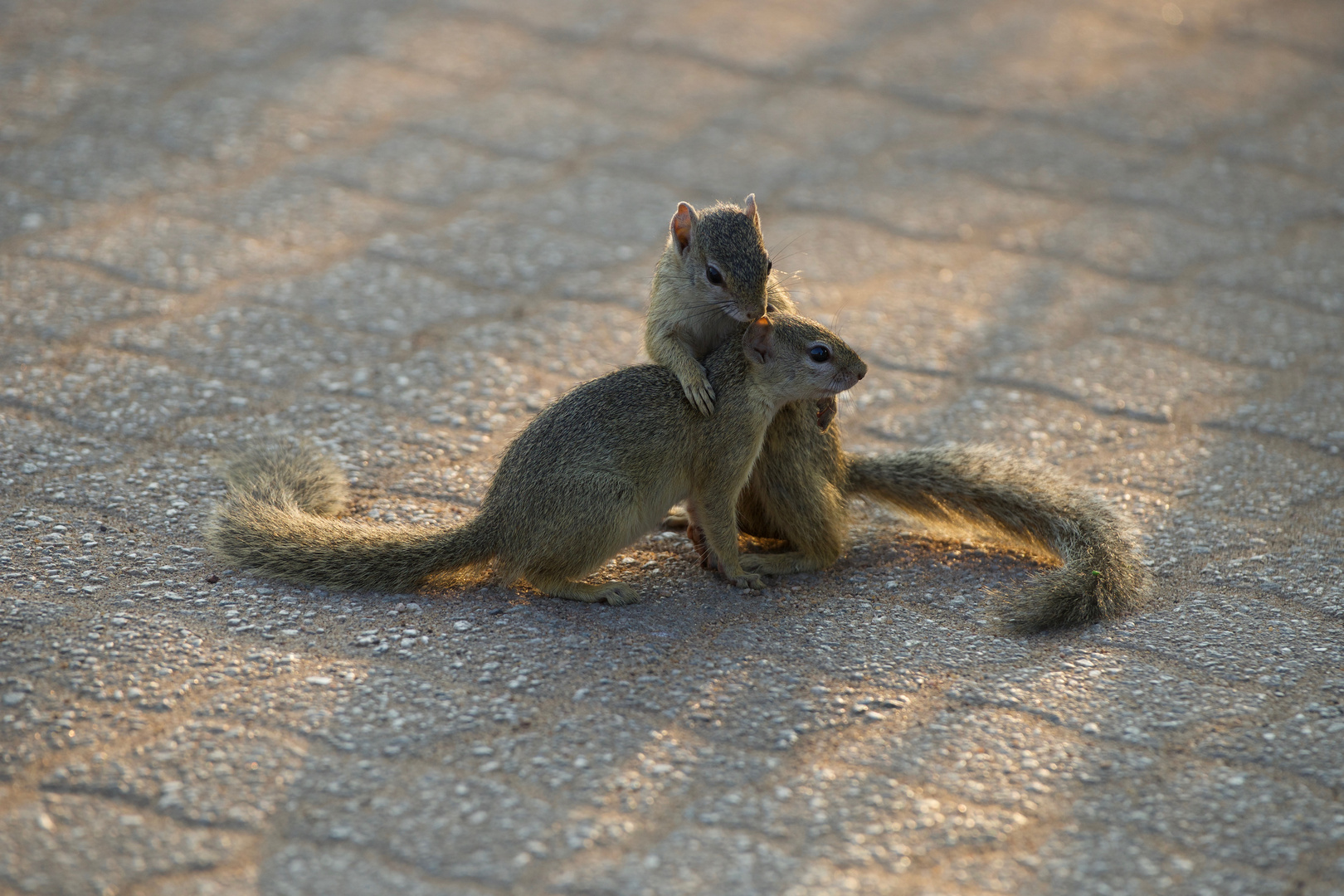 Squirls Kruger National Park