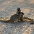 Squirls Kruger National Park