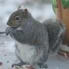 Squirrel 01