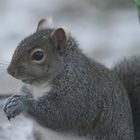 Squirrel 02