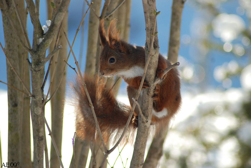 Squirrel