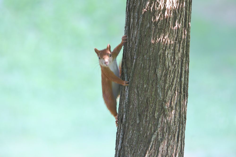 Squirrel von Manfred Akhtar Photography