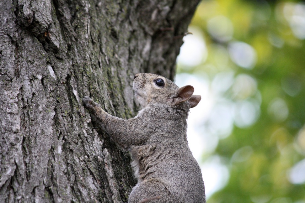 Squirrel 1