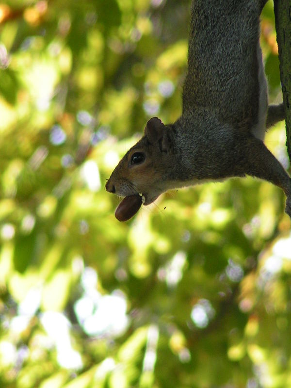 Squirrel 1