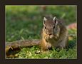 Squirrel von Klaus Mozer 