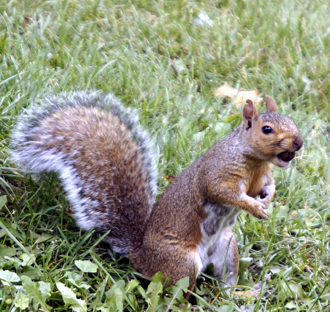 Squirrel