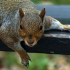 Squirrel 2