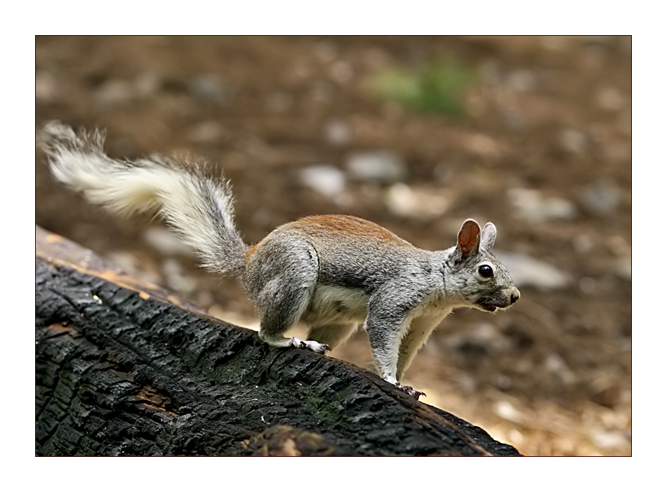 Squirrel