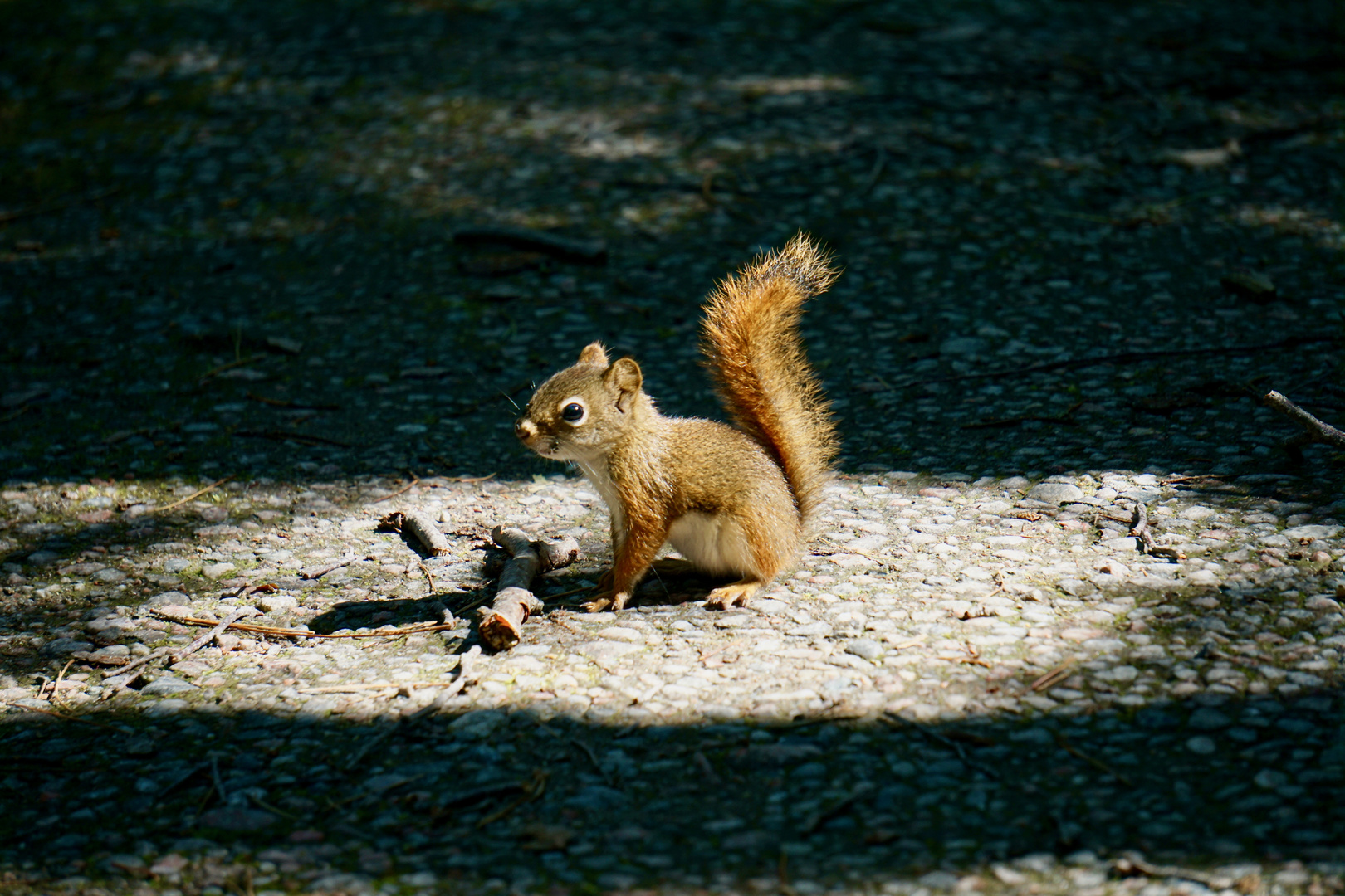 Squirrel