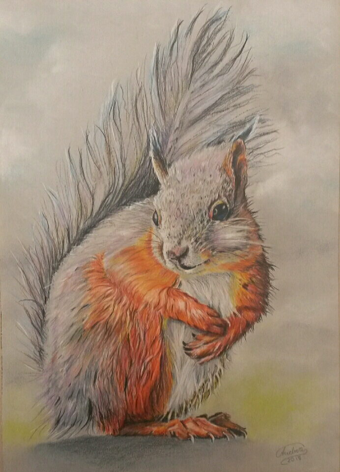 Squirrel