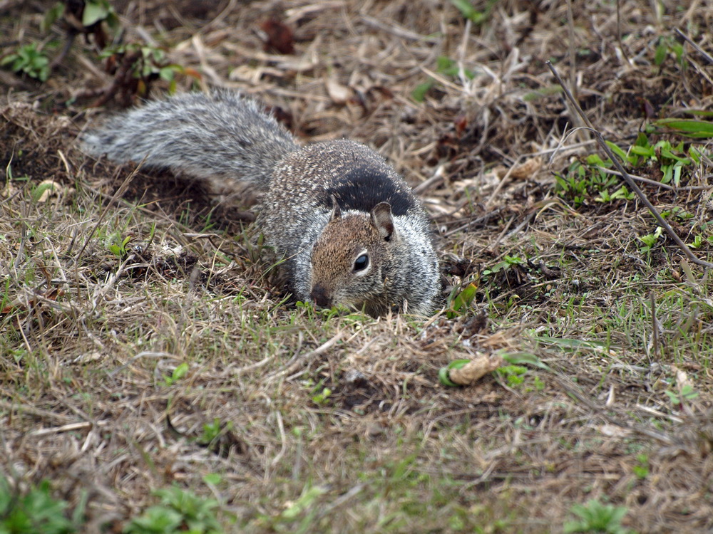 Squirrel 3