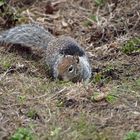 Squirrel 3