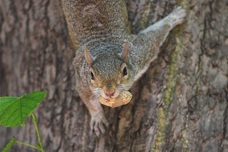 squirrel