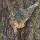 squirrel