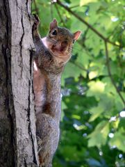 Squirrel