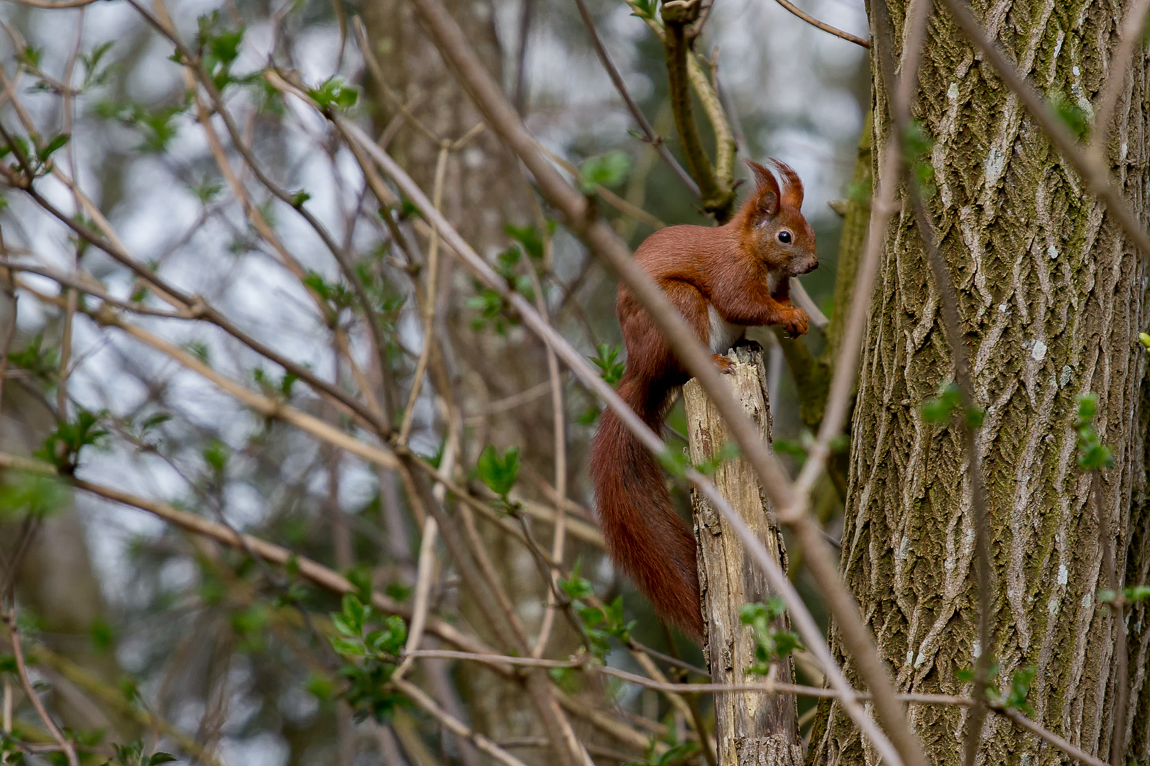 Squirrel