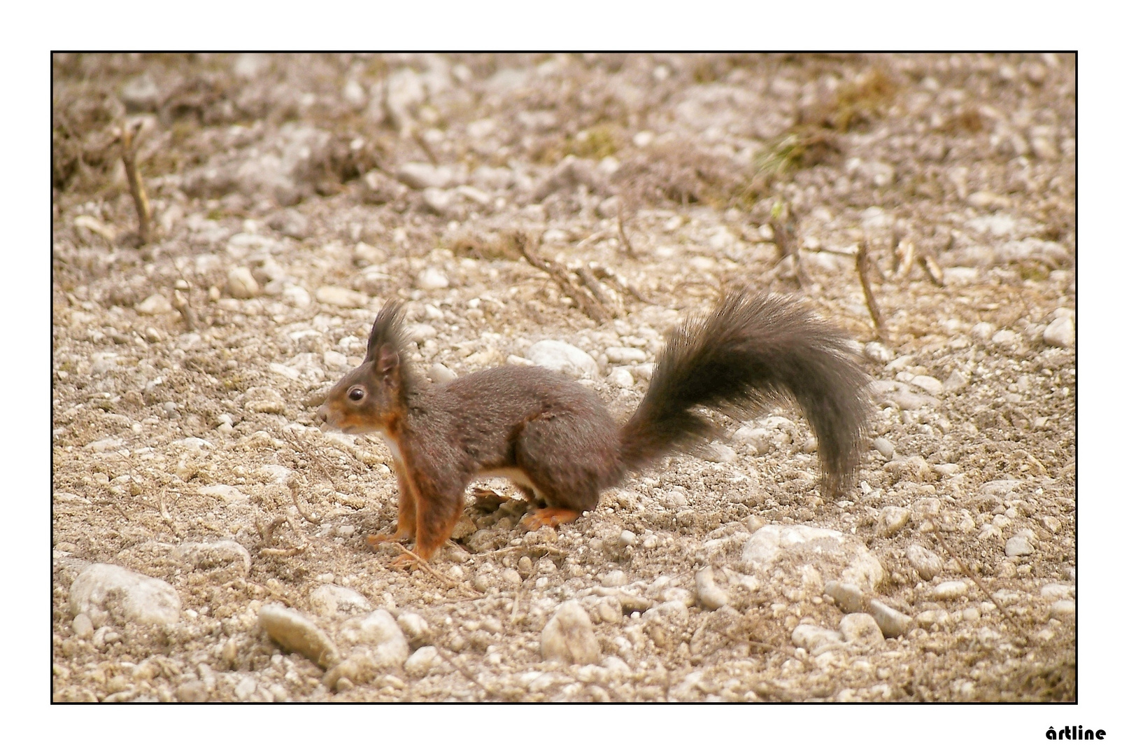 squirrel