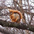 squirrel