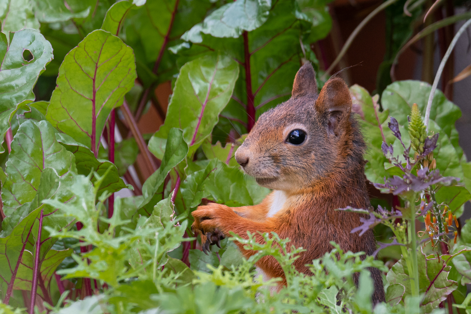 squirrel