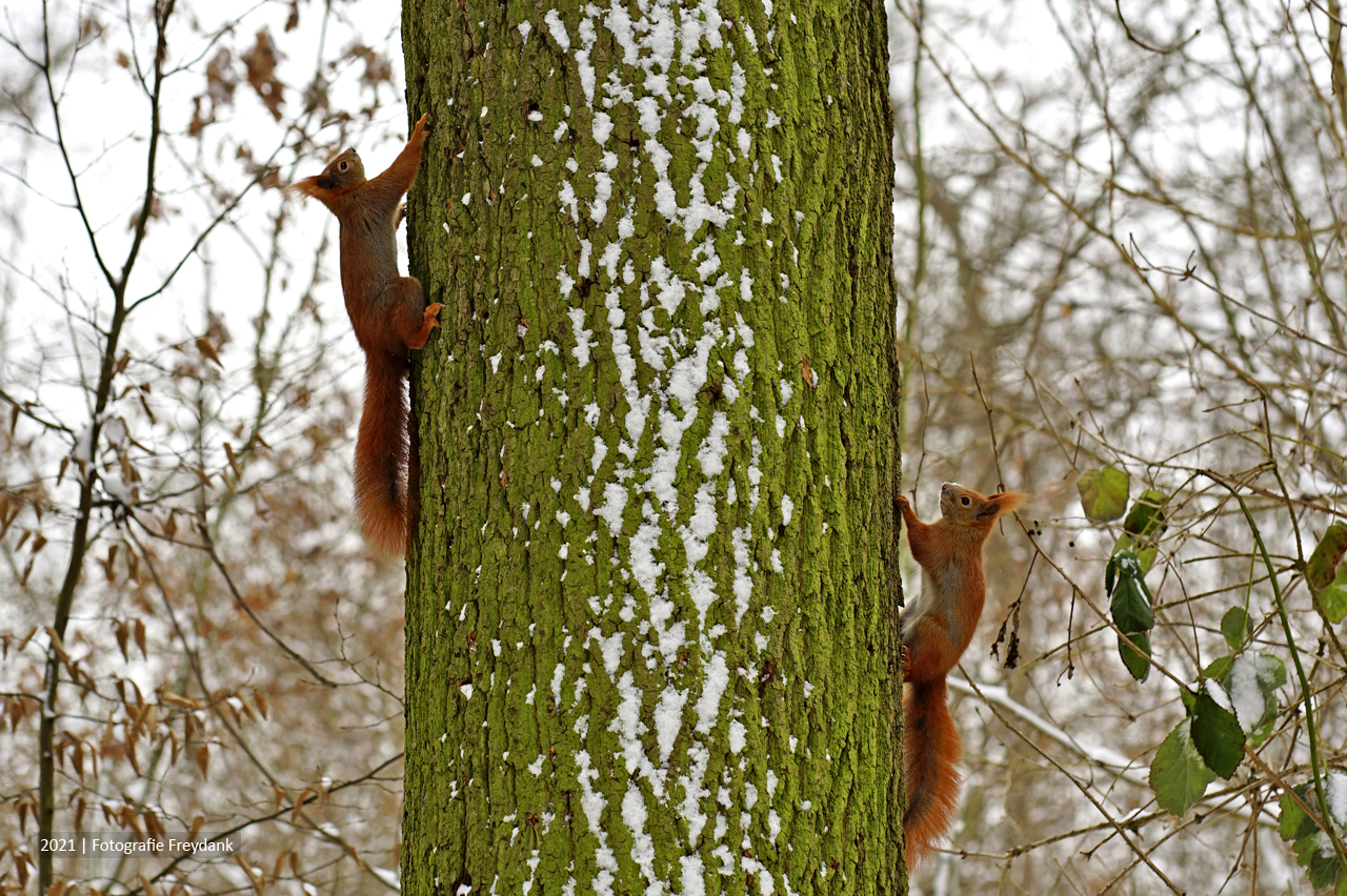 Squirrel