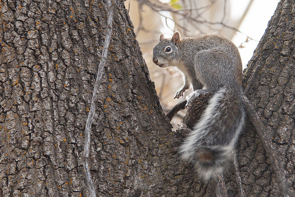 Squirrel