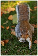 squirrel