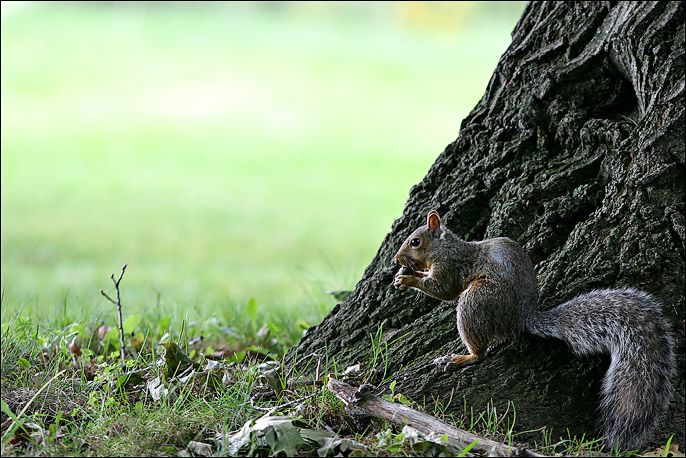 Squirrel