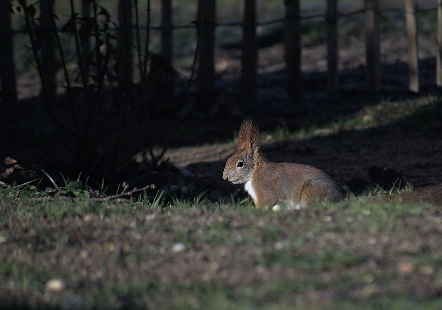 Squirrel