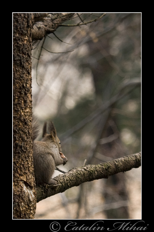 squirrel