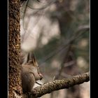 squirrel