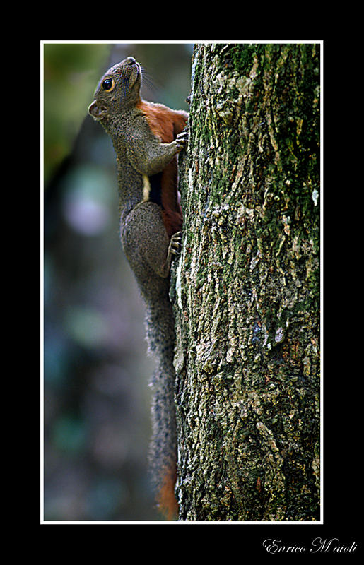 Squirrel