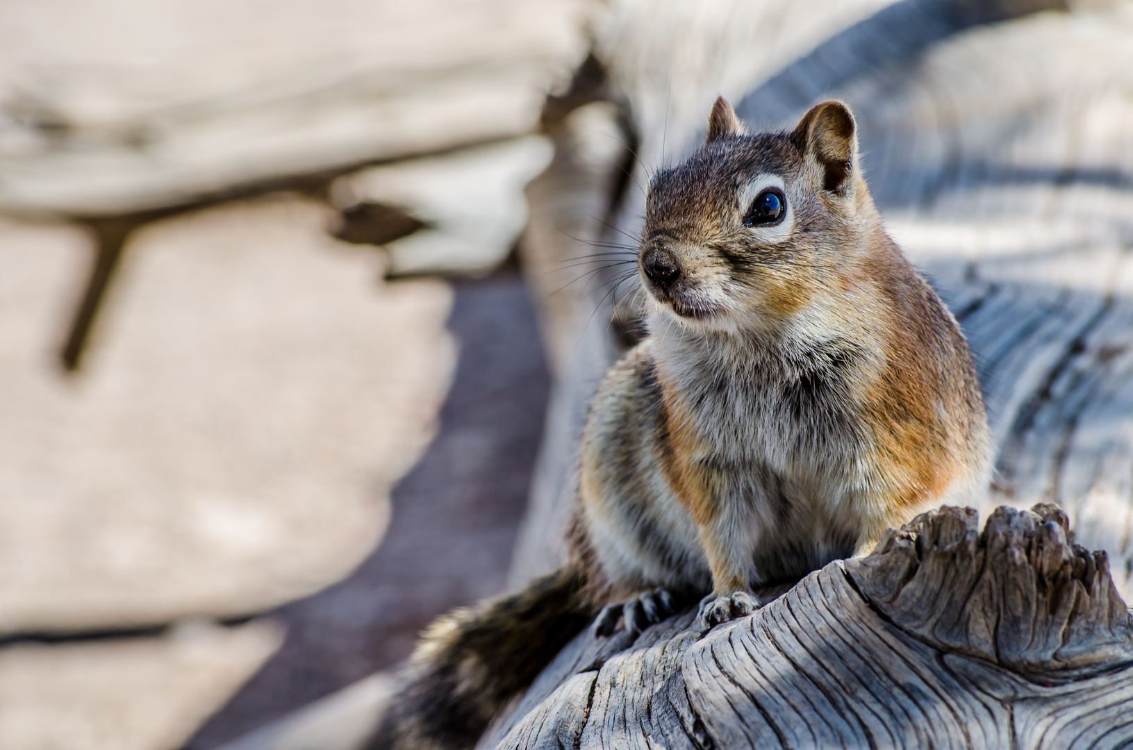 Squirrel am Bryce Canyon