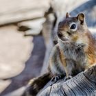 Squirrel am Bryce Canyon