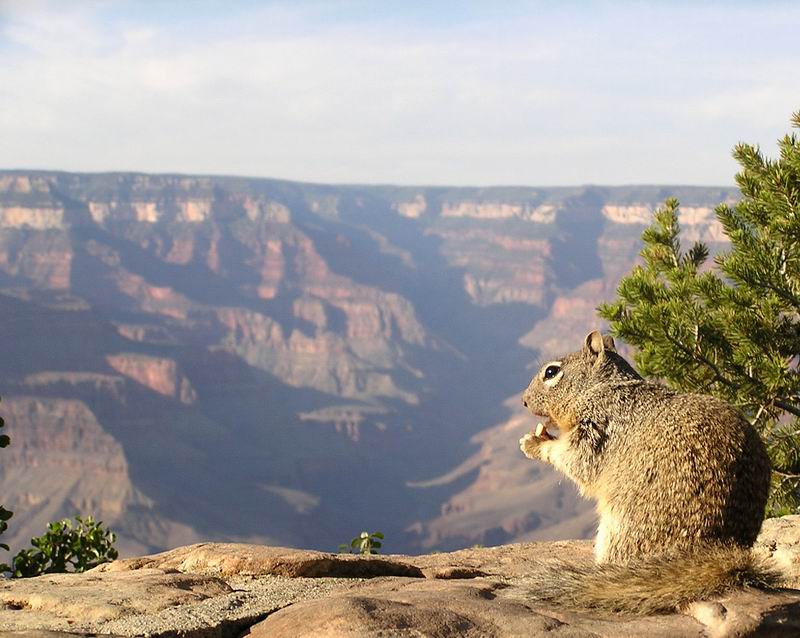 Squirrel am Grand Canyon