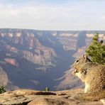 Squirrel am Grand Canyon