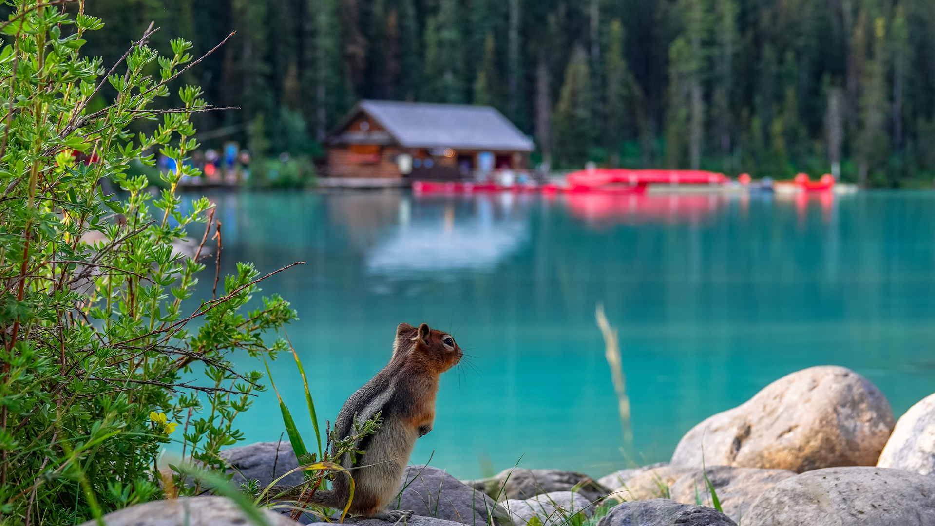 Squirrel am Lake Louise