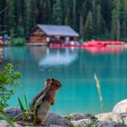 Squirrel am Lake Louise