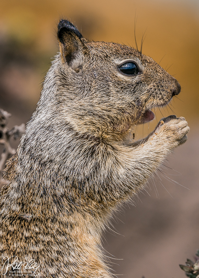 Squirrel an der kalifornischen Küste