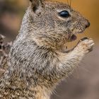 Squirrel an der kalifornischen Küste