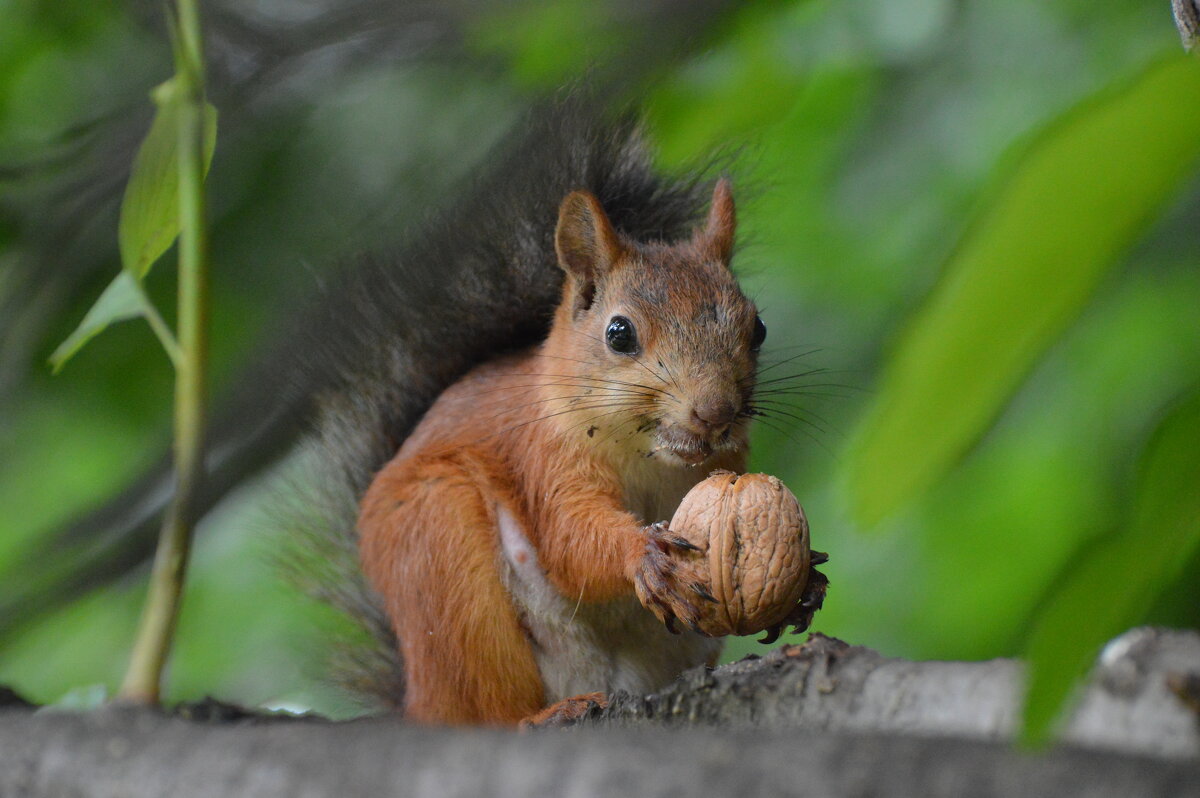 Squirrel and Nut