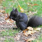 Squirrel Appreciation Day – Tag des Eichhörnchens