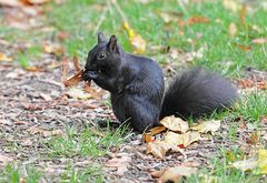 Squirrel Appreciation Day – Tag des Eichhörnchens