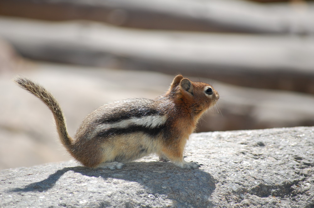 Squirrel at Moraine Lake, Banff National Park