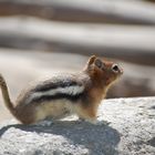 Squirrel at Moraine Lake, Banff National Park