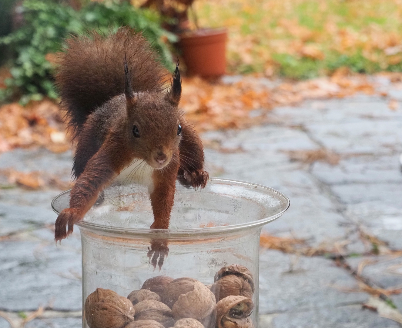 SQUIRREL AT SELFSERVICE STATION