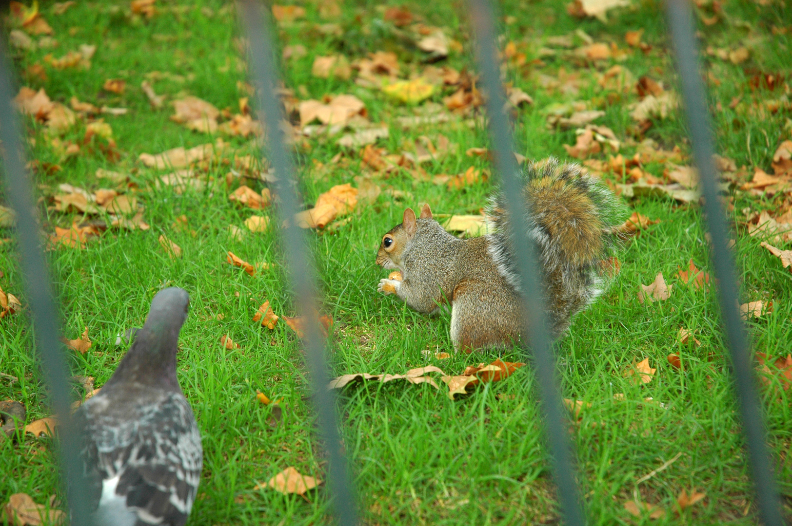 Squirrel at St. James's Park in London