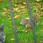 Squirrel at St. James's Park in London